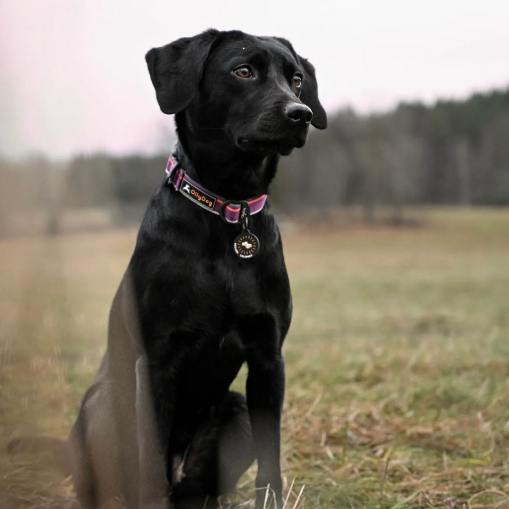 Dog outside with his OllyDog collar on.