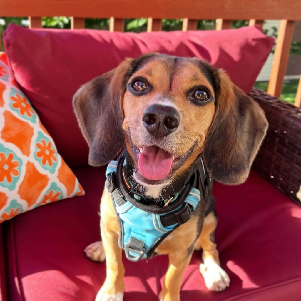 Happy dog on a couch wearing his OllyDog harness.