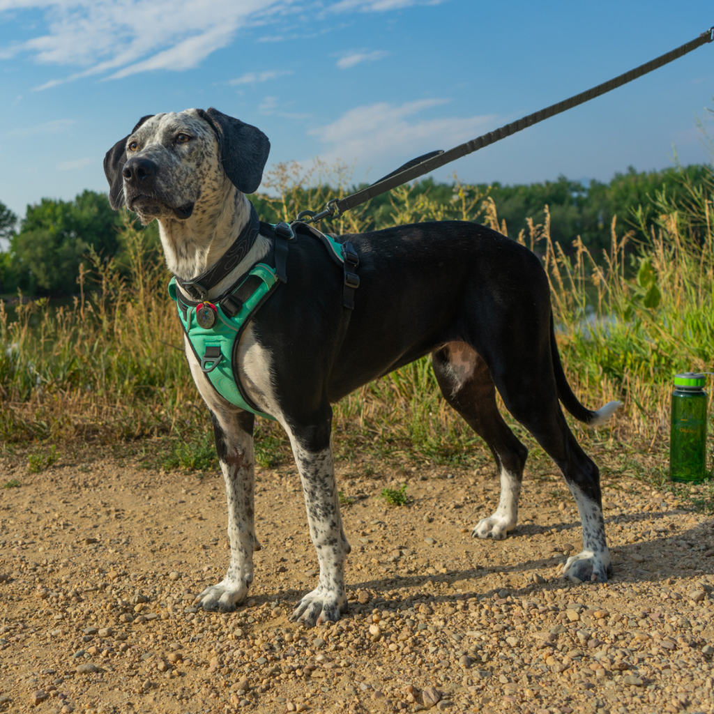 Image of a dog named Sophie wearing the OllyDog Alpine Reflective Harness while on a walk 