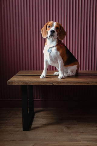 A dog sitting on top of a table.