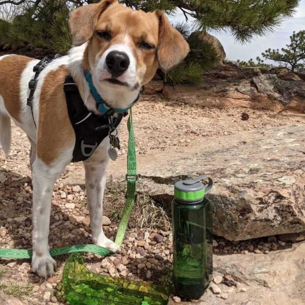 Image of a dog named Arlo on a hike with the OllyBottle 