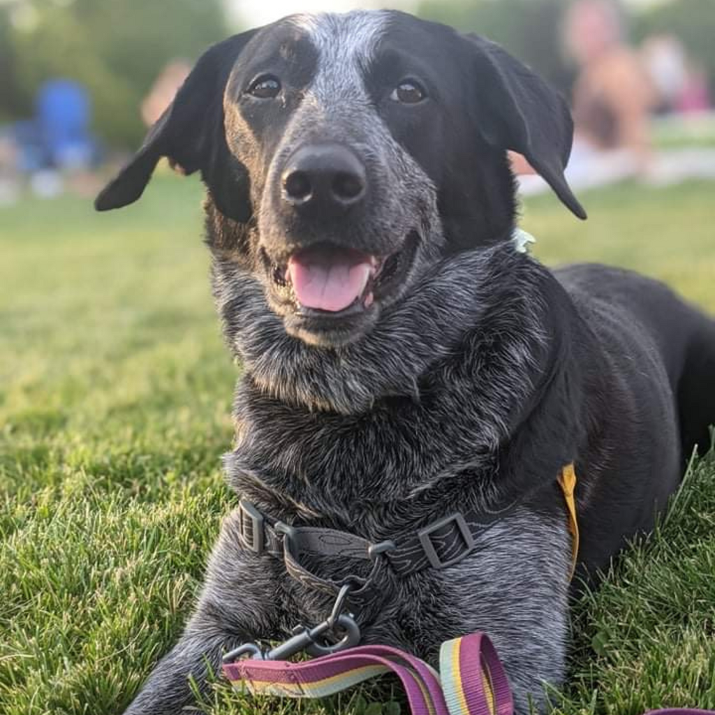 Image of a dog named Maisy laying in grass