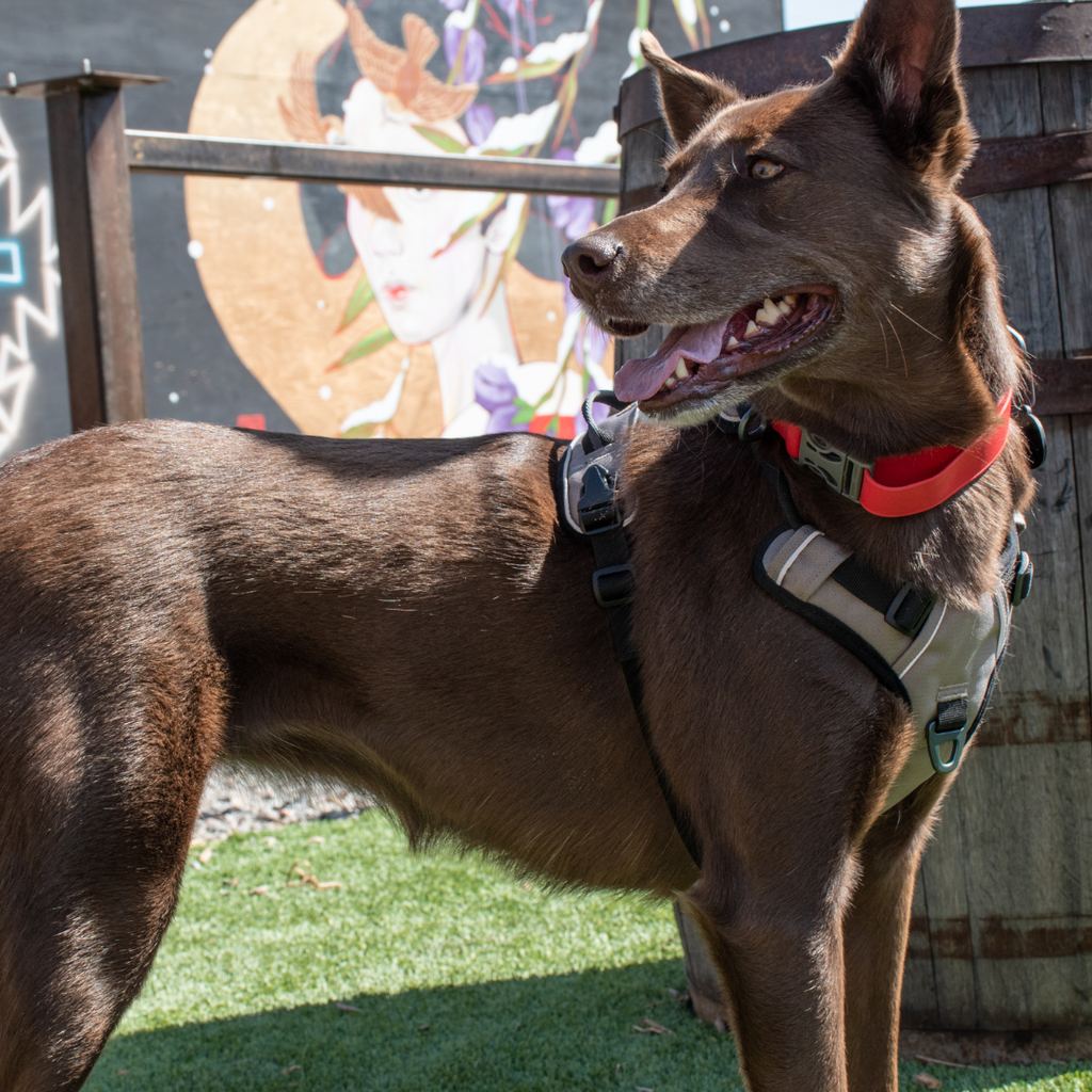 A brown dog named Cocoa wearing the OllyDog Tilden Waterproof collar and Alpine Reflective Harness 