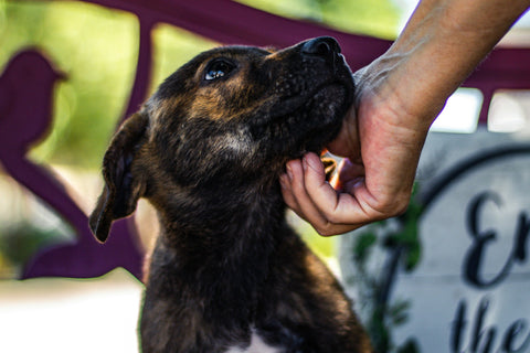 An adorable puppy being scratched under the chin