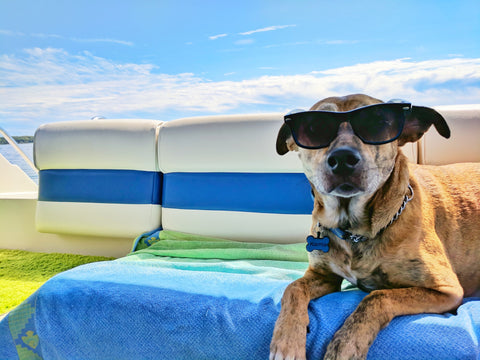 A dog in sunglasses sits on patio furniture in summer.