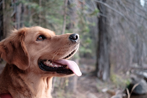 Close up view of a dog's face smiling in the outdoor morning light.