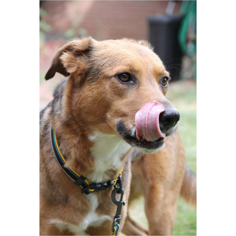A dog licking his nose, wearing OllyDog's Urban Journey Reflective Collar in Anthracite colorway