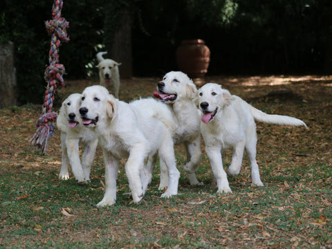 A group of white dogs playing together