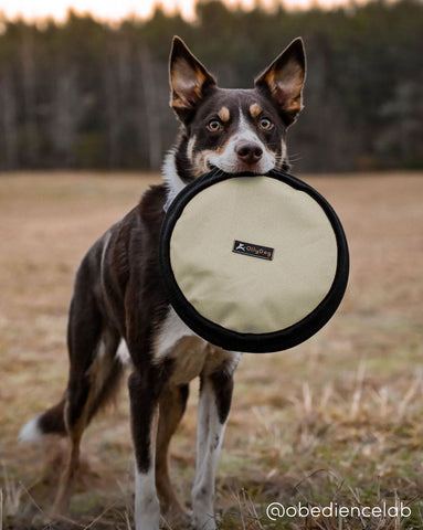 A dog proudly holding up the Flyer Disc by OllyDog