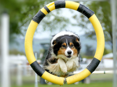 Image of a dog jumping through a hoop