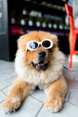 A dog laying on the floor and making a silly face wearing sunglasses