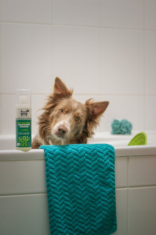 A dog in the bathtub