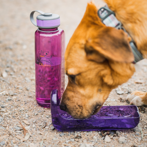 OllyBottle Travel Dog Water Bottle and Bowl