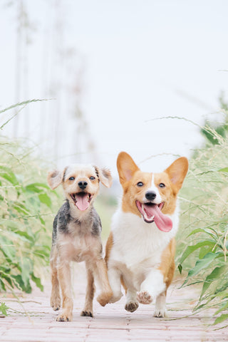 Two adorable puppies run toward the camera with their tongues out