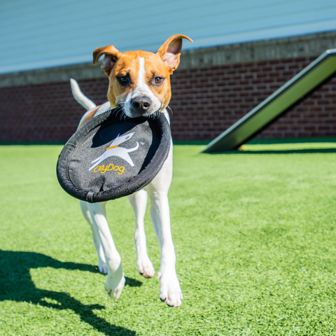 A dog running with the Flyer Disc by OllyDog in their mouth