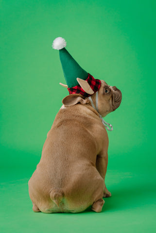 A dog wearing an elf hat is sitting down facing away from the camera