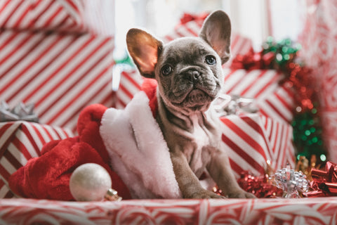 A puppy inside a Christmas stocking on top of a pile of presents