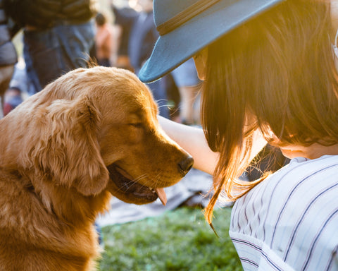 A dog getting scratched behind the ears