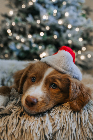 A dog wearing a Santa hat giving puppy dog eyes