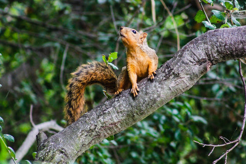 A squirrel in a tree