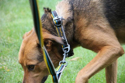 A dog wearing the Urban Journey Reflective Collar by OllyDog