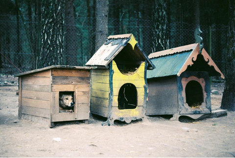 doghouses
