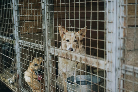 dogs in a shelter