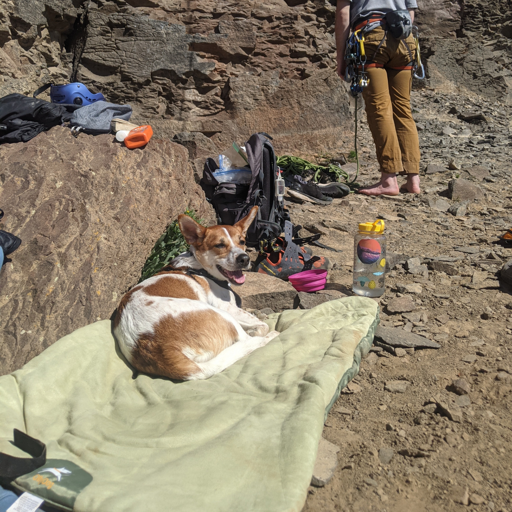 Image of dog named Riggs laying on the OllyDog Vagabond Travel bed 