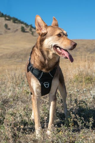 A happy shepherd dog in a field wearing the Alpine Reflective Harness by OllyDog