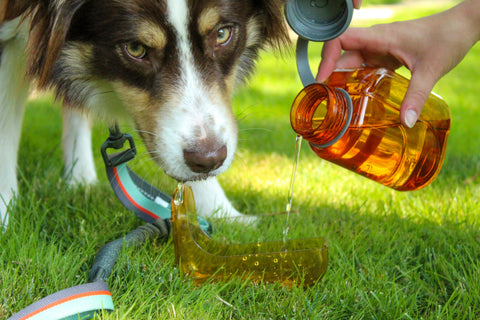 A dog waits patiently as their owner pours water into the detachable bowl of OllyDog's OllyBottle