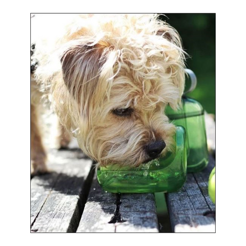 A dog drinking from the detachable bowl of OllyDog's OllyBottle in Grass.