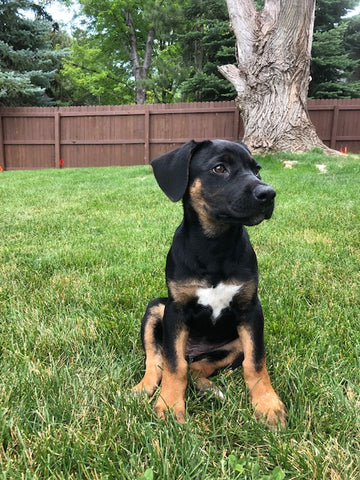 Tonka, a tri-colored shelter puppy, sitting tall in the grass.