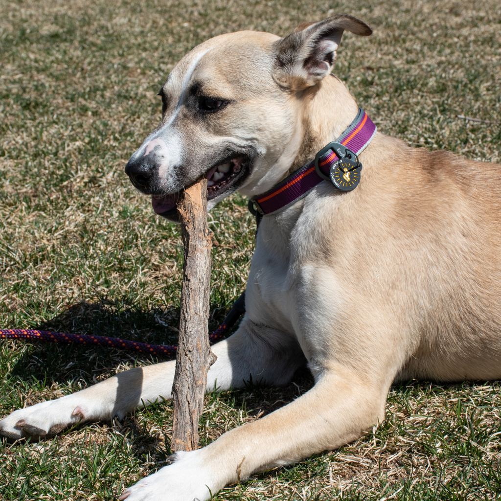 Image of. dog named Taos wearing the OllyDog Urban Journey Reflective Collar while chewing on a stick 