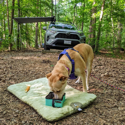 A dog eating food on OllyDog's Vagabond Travel Bed while car camping