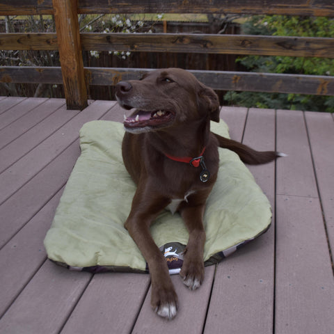 A smiling dog lounging on OllyDog's Vagabond Travel Bed on a deck