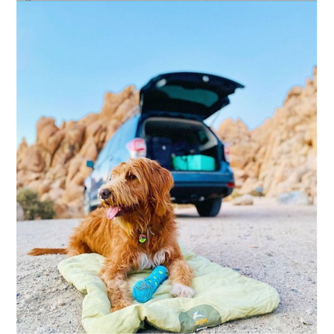 A dog laying on OllyDog's Vagabond Travel Bed while car camping