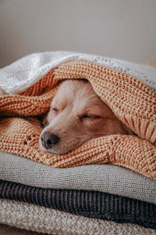 A dog's nose sticking out from a stack of cozy blankets