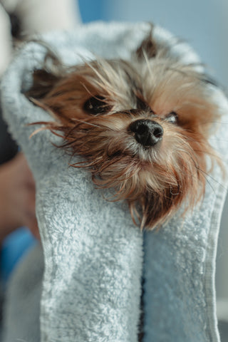 A small dog being toweled off by their owner