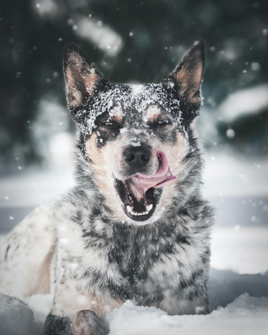 A large dog laying down in the snow, snowflakes cover his face as he tries to lick them away