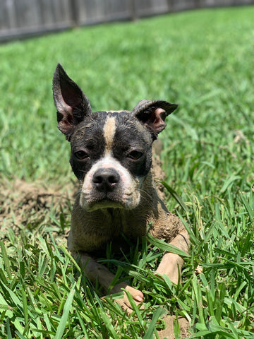 A dog in the grass completely covered in mud