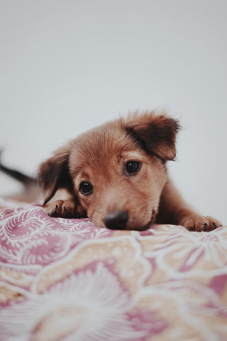 A puppy staring at the camera