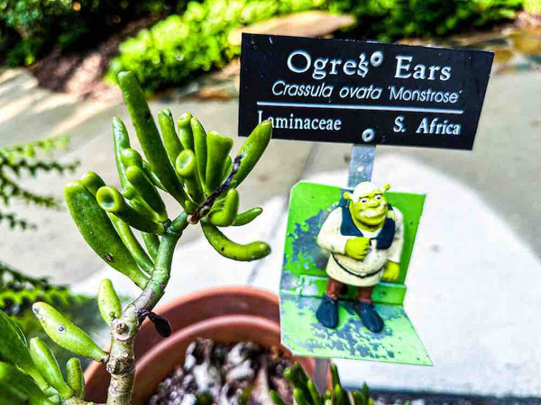 Miniature Shrek figurine attached to a plant placard titled Ogre Ears, a plant found at Kanapaha Gardens