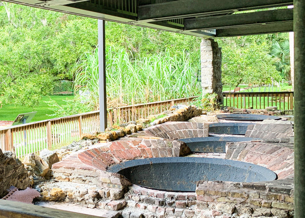 Dunlawton Sugar Mill Gardens kettle drums amongst a backdrop of sugarcane plants