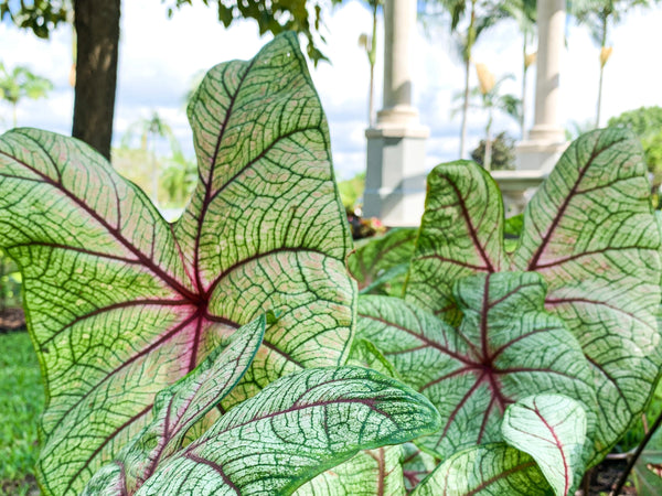 Calathea plant