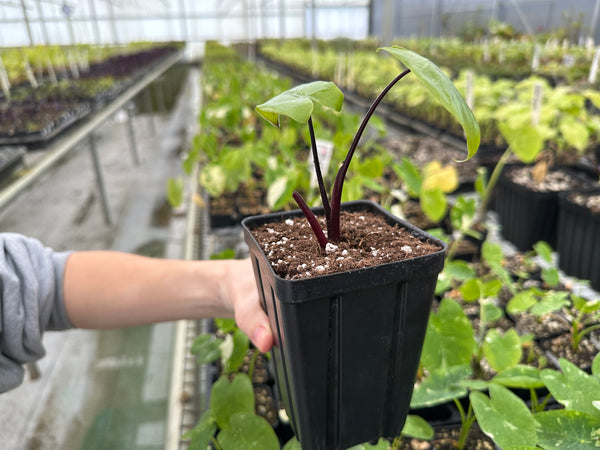 Black Stem Alocasia repotted into a larger pot