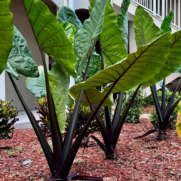 Black Stem Alocasia macrorrhiza planted in the landscape