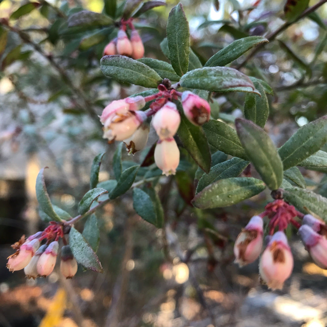 Vaccinium' Pink Lemonade Blueberry (Just Restocked) –