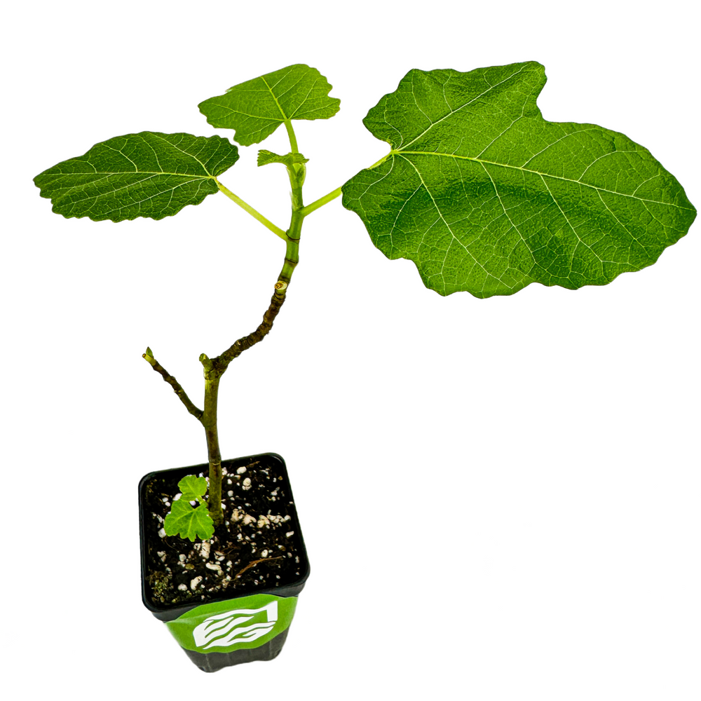 Ficus carica (Common Fig)  North Carolina Extension Gardener Plant Toolbox