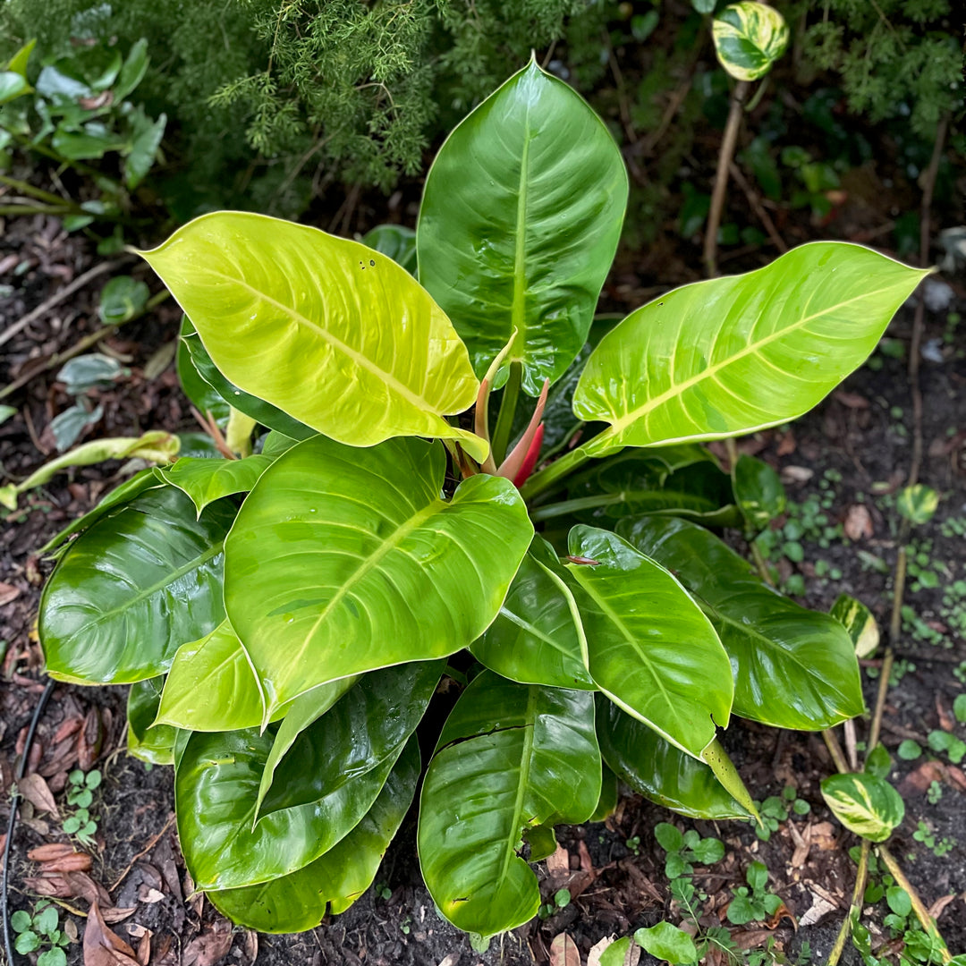 Monstera Deliciosa, Split-Leaf Philodendron – LV Plantas