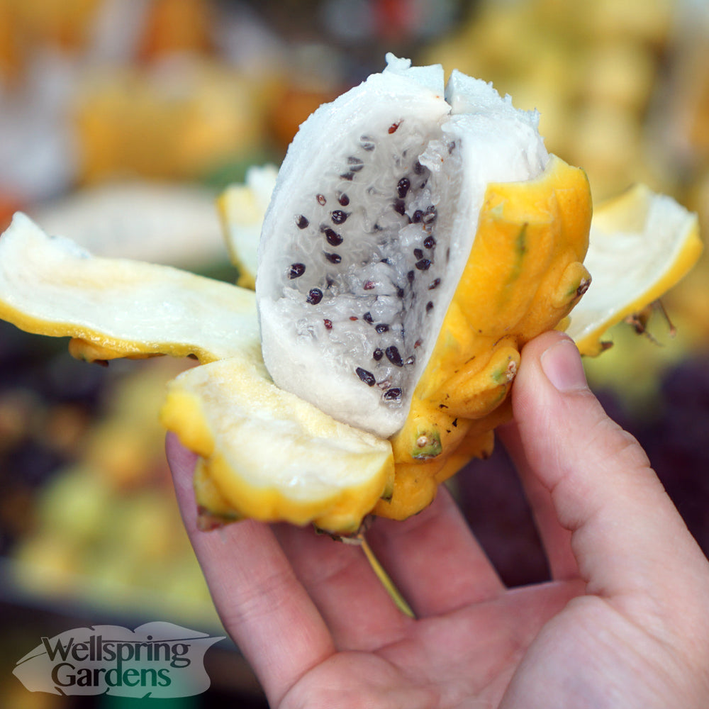 Dragon Fruit, White 'Vietnamese Jaina' (Hylocereus undatus)